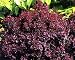 Red Leaf Barberry 15 Seeds - Berberis -Shrub or Bonsai