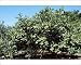 Photographic Prints of Kf-11744 Guava Tree from Ardea Wildlife Pets