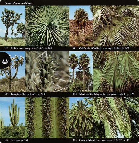 National Audubon Society Field Guide to North American Trees--W: Western Region (National Audubon Society Field Guides) under General in The Books Store