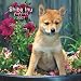 Shiba Inu Puppies 2007 Mini Calendar