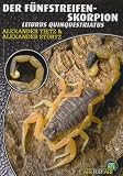 Der F&uuml;nfstreifen-Skorpion - Leiurus Quinquestriatus