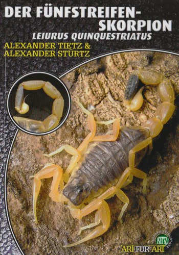 Natur und Tier-Verlag Der F&uuml;nfstreifen-Skorpion - Leiurus Quinquestriatus