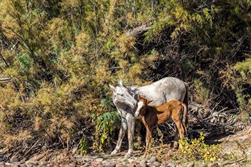 Salt River Wild Horses - Motherly love - mom nuzzles her young foal on the shore of the Lower Salt River
