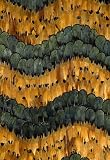 Golden Hill Citrine by F Schumacher Wallpaper