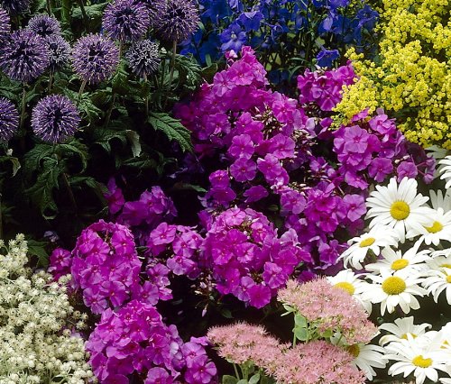 Staude Flammenblume, pink bl&uuml;hend, 5 Stauden Preisvergleich