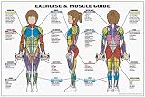 Exercise and Muscle Guide (Female) Fitness Chart (Co-Ed)