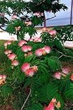 25 MIMOSA / PERSIAN SILK TREE Albizia Julibrissin Seeds