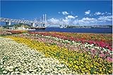 パズルの達人 1500ピース 瀬戸大橋と花畑-香川 15-519