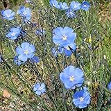 フラックス（アマ）：ペレニアルブルー3号ポット 4株セット[亜麻 リナム]