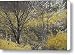 Flowering Forsythia Shrubs Canvas Print / Canvas Art - Artist Darlyne A. Murawski