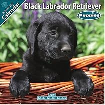 Black Labrador Puppies 2010 Wall Calendar #10200-10