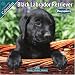 Black Labrador Puppies 2010 Wall Calendar #10200-10