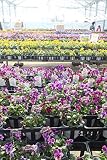 花苗 元気モリモリ まとめ買い パンジー苗(3.5号ポット) おまかせ4色 20ポットセット 【送料込価格】 花苗 元気モリモリ まとめ買い パンジー苗(3.5号ポット) おまかせ4色 20ポットセット 【送料込価格】