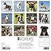 2016 Just Boxers Wall Calendar