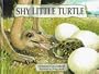 Shy Little Turtle
