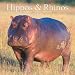 Hippos and Rhinos 2007 Calendar