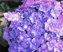 Parzifal Hydrangea Macrophylla Bigleaf