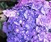 Parzifal Hydrangea Macrophylla Bigleaf
