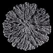 Moss Charger Dinner Plate (12"), Clear - 6 Pack