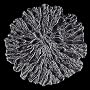 Moss Charger Dinner Plate (12"), Clear - 6 Pack