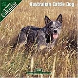 Australian Cattle Dog 2007 Wall Calendar
