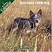 Australian Cattle Dog 2007 Wall Calendar