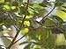 Jigsaw of Fan-tailed Gerygone from Ardea
