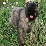 Bouvier des Flandres 2005 Wall Calendar