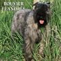 Bouvier des Flandres 2005 Wall Calendar