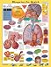 Suitable for 8-12 year olds Colorful, anatomically correct illustrations Bright colors and bold figures make learning fun Available in 2 mounting styles Size: 20" x 26"