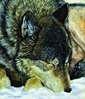 A Moment's Rest 550pc Jigsaw Puzzle by Victoria Wilson-Schultz