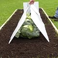 Traditional Garden Cloche - 8ft long