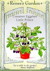 Eggplant Little Prince Container Seeds 30 Seeds