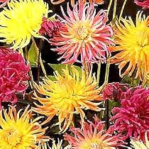 Dahlia Cactus Hybrid 50 Seeds - Colorful!