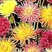 Dahlia Cactus Hybrid 50 Seeds - Colorful!