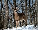 Whitetail Buck Deer with big rack Print POSTER Hunting - 20" x 16"