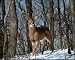 Whitetail Buck Deer with big rack Print POSTER Hunting - 20" x 16"