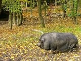 H�ngebauchschwein Mauspad (300)