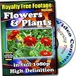 Flowers And Plants - Royalty Free Video Footage High Definition Collection, Personal License