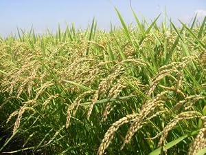 【生活応援米】【九州産】全て佐賀県産米使用 産直の米 10kg