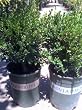 Winter Gem Japanese Boxwood Plant Five Gallon
