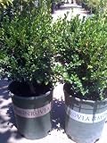 Winter Gem Japanese Boxwood Plant Five Gallon