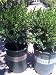Winter Gem Japanese Boxwood Plant Five Gallon
