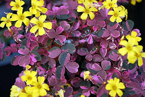 Plum Crazy Shamrock - Oxalis - 2.5 Plum Crazy Shamrock - Oxalis - 2.5
