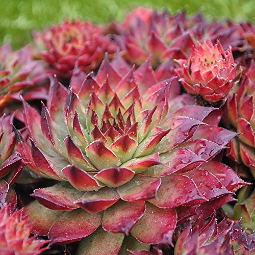 Miniature Fairy Garden Sempervivum, Montfort, Hens and Chicks