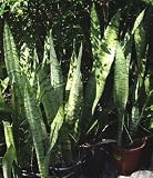 6 Stalks Sansevieria Mother in Laws Tongue Regular