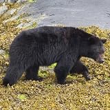 VWPics Animals - Black Bear.(Ursus americanus).Vancouver Island,British Columbia,Canada - Mouse Pads