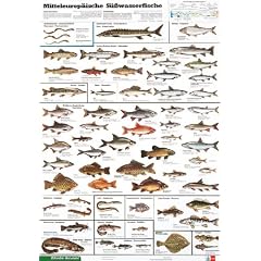 Mitteleurop�ische S�sswasserfische: Schreiber Naturtafeln, Mitteleurop�ische S��wasserfische