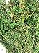 8oz Preserved Moss, Grass
