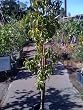 Fantasia Nectarine Tree Five Gallon